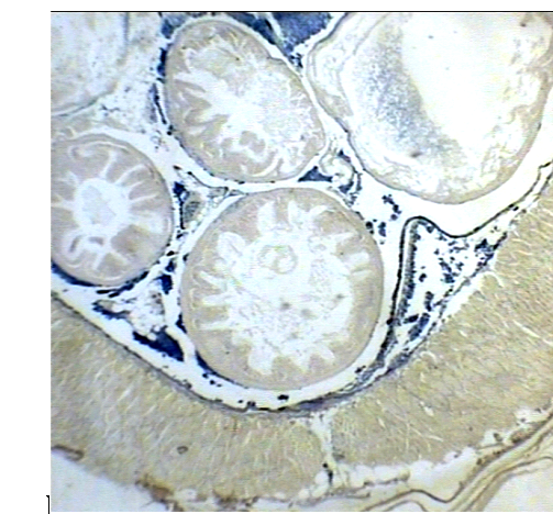مطالعۀ میکروسکپی و الکترون میکروسکپی اثر نانوذرات آهن در ماهی پلاتی پوسیلوس ماکولاتوس