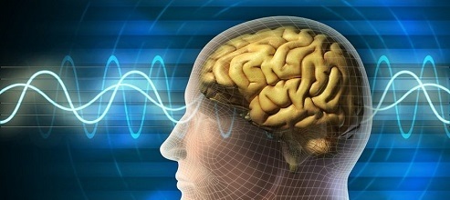 رزماری و خواص درمانی آن