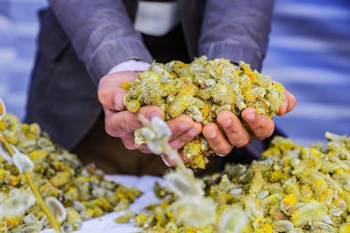 آشنایی با خواص بی نظیر بیدمشک