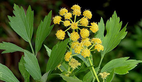 از خواص تا مضرات گیاه انجدان رومی
