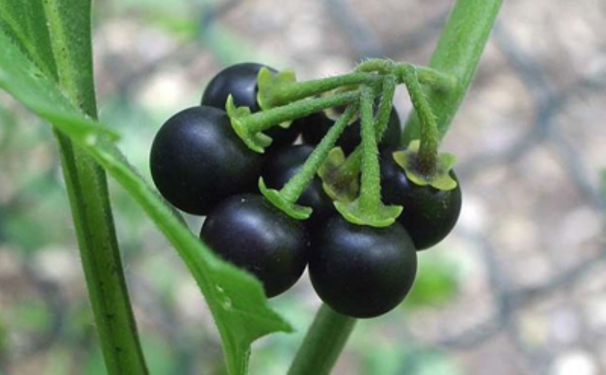 فواید گیاه تاجریزی