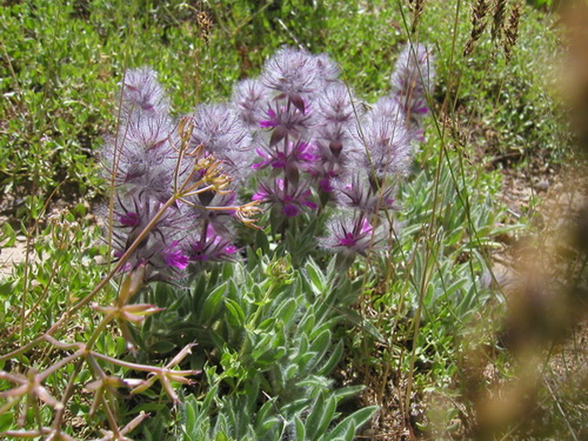 همه چیز درباره چای کوهی