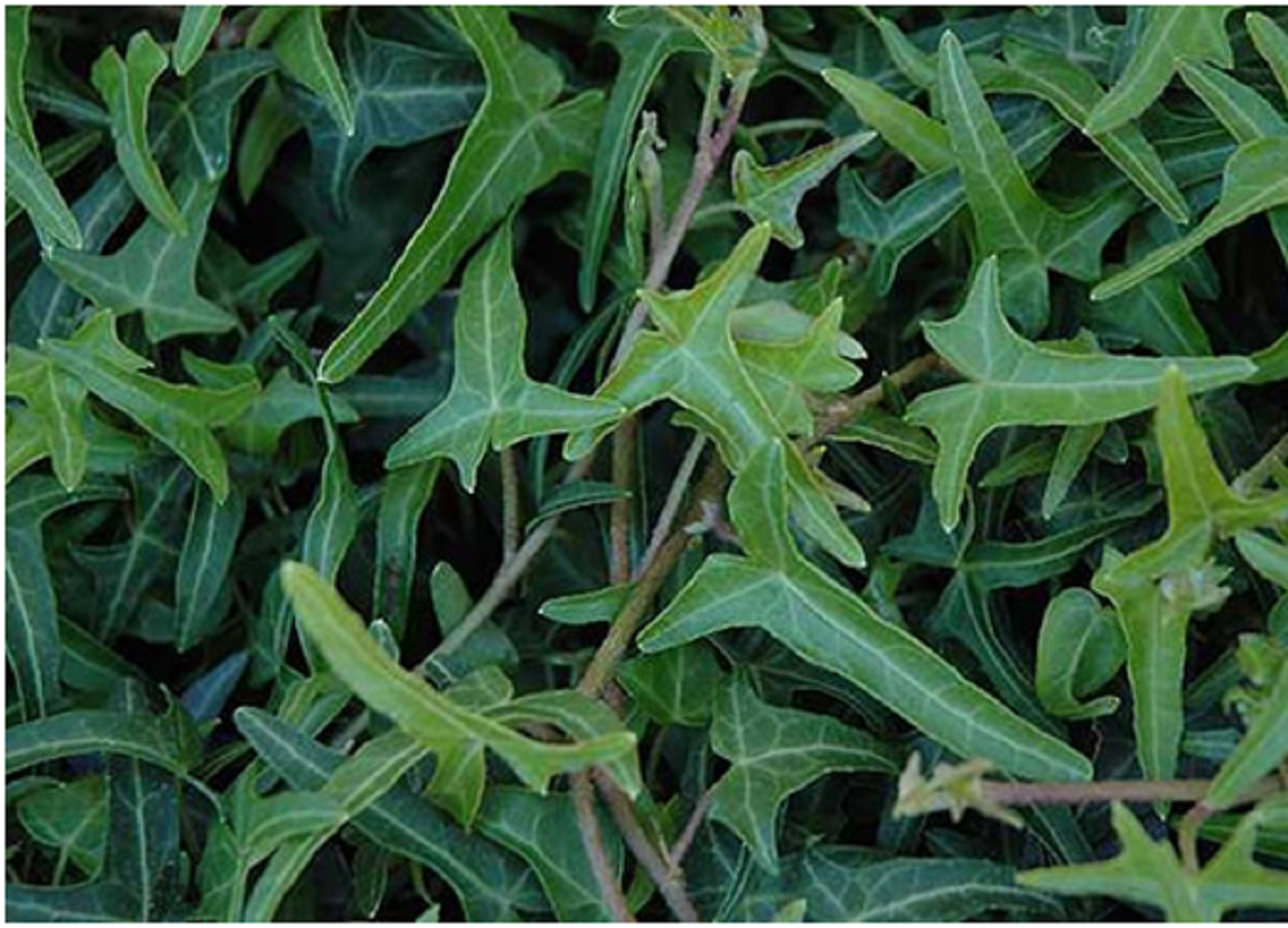 گل پیچک؛ از معرفی انواع آن تا کاشت و نگهداری