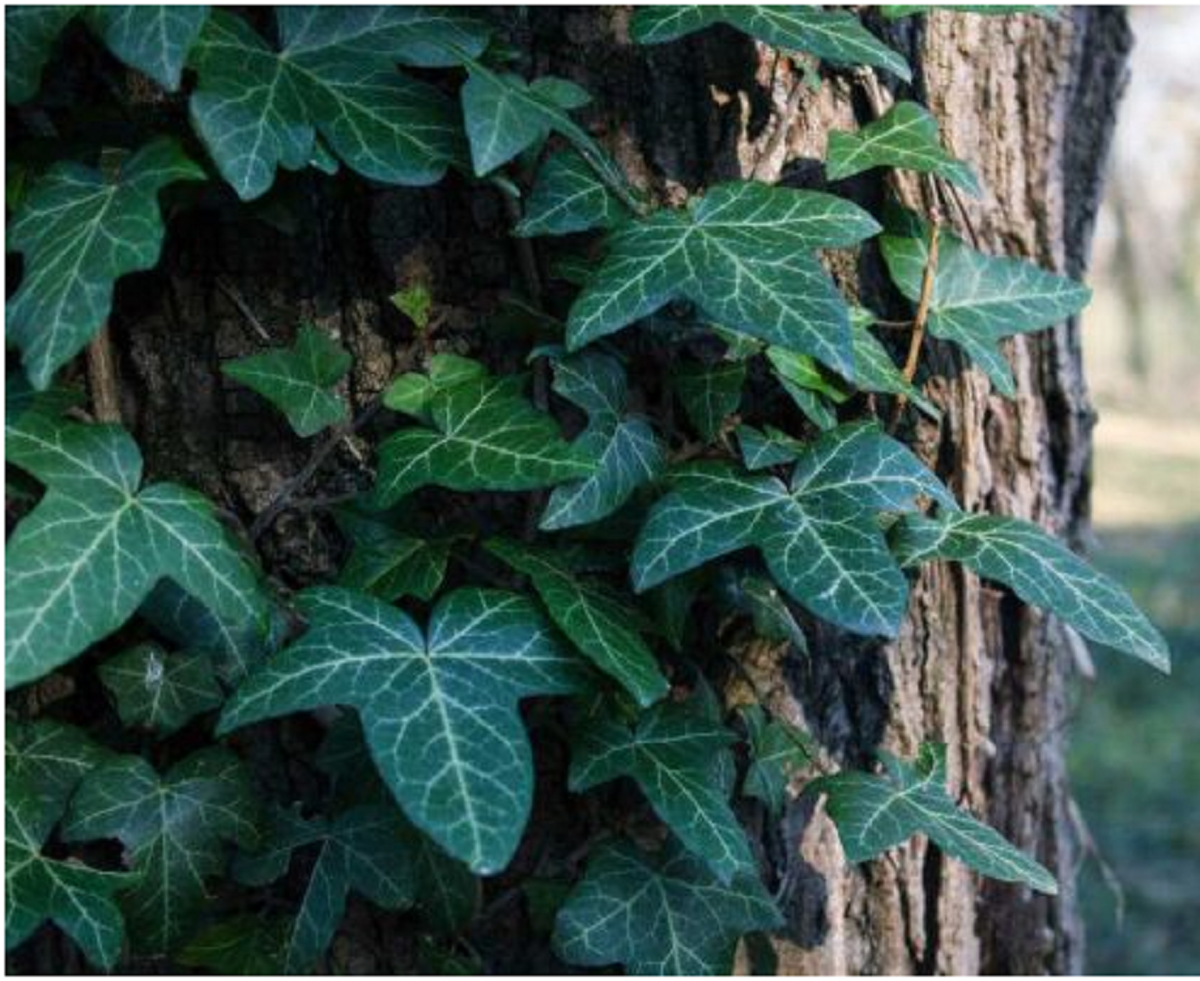 گل پیچک؛ از معرفی انواع آن تا کاشت و نگهداری