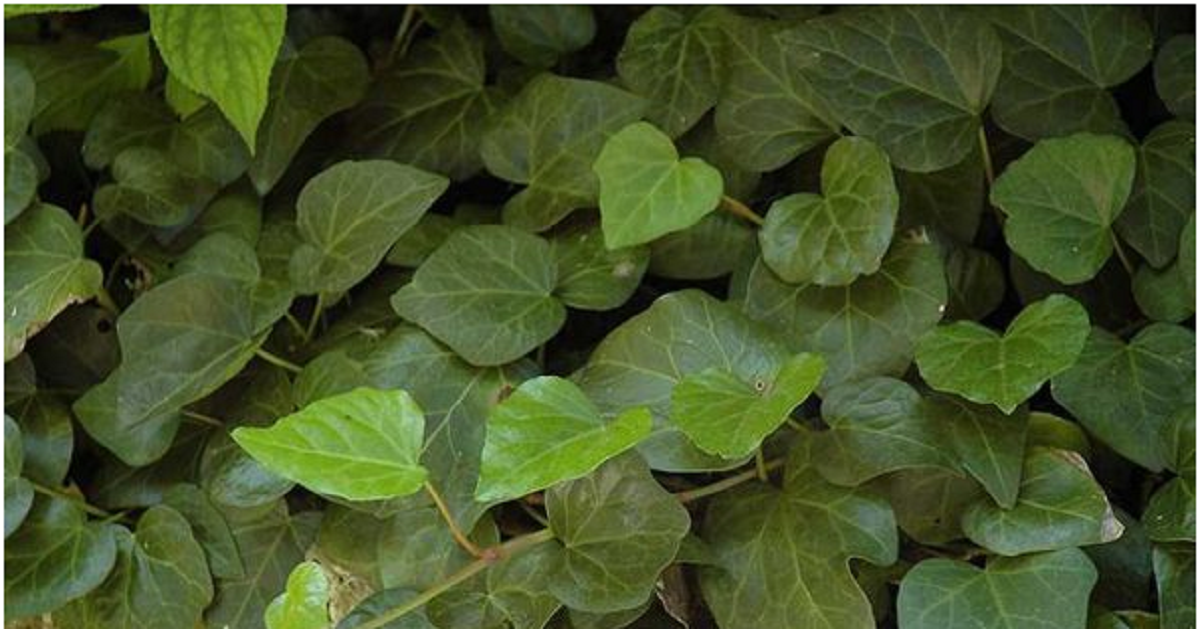 گل پیچک؛ از معرفی انواع آن تا کاشت و نگهداری