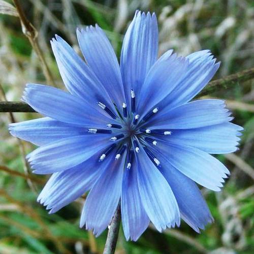 همه چیز درباره خواص و مضرات کاسنی