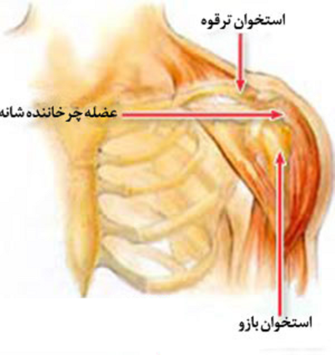 علت درد شانه و کتف، علائم، دلایل، تشخیص و درمان آن