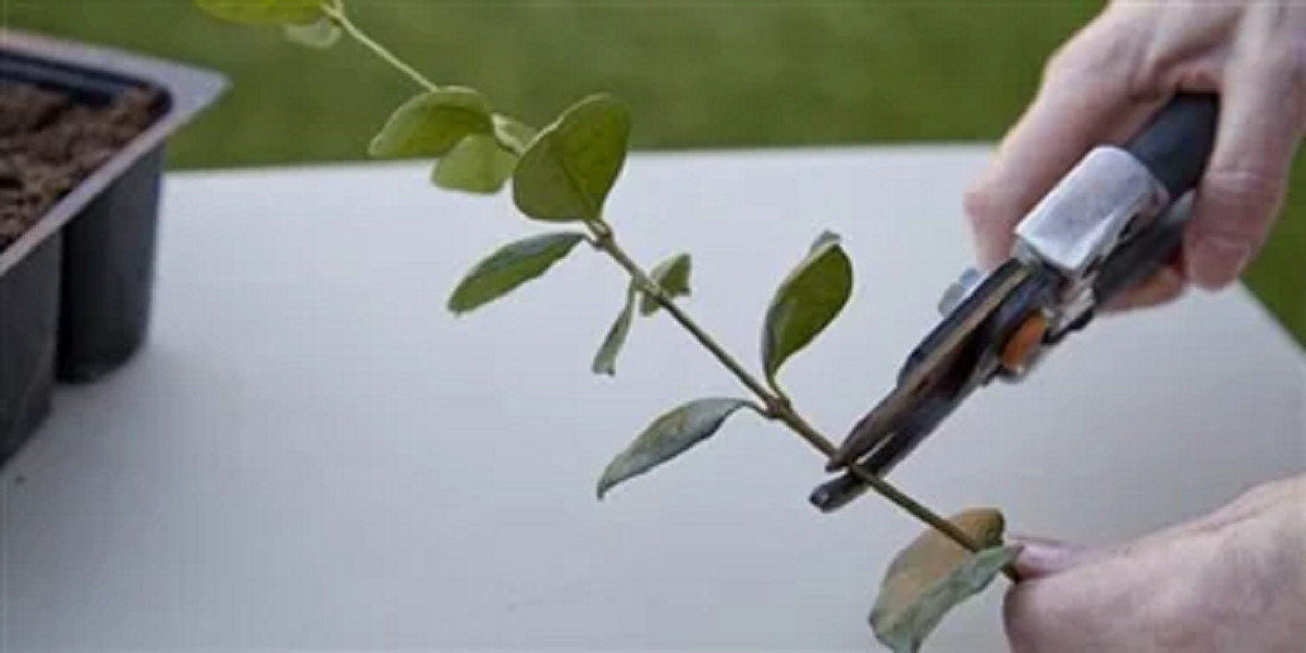 گل یاس رازقی؛ از معرفی انواع آن تا کاشت و نگهداری