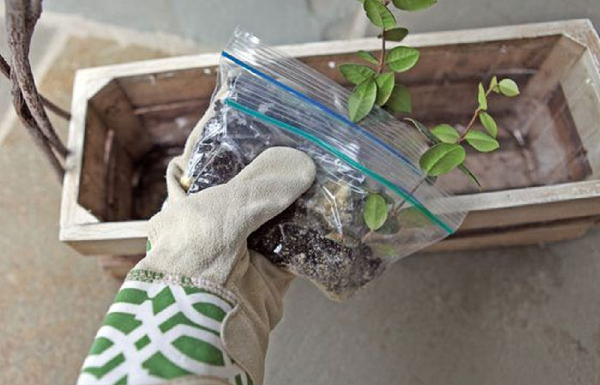 گل یاس رازقی؛ از معرفی انواع آن تا کاشت و نگهداری