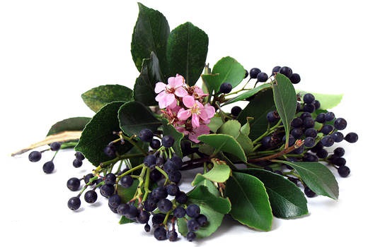 فواید گیاه تاجریزی