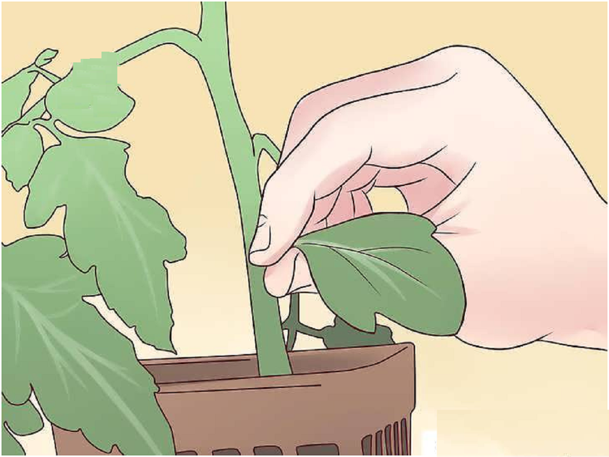 گیاه عشقه؛ از معرفی انواع آن تا کاشت و نگهداری