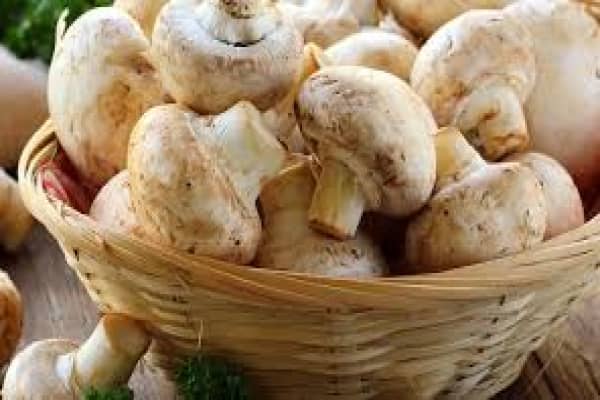 نحوه نگهداری طولانی مدت از قارچ در یخچال و فریزر