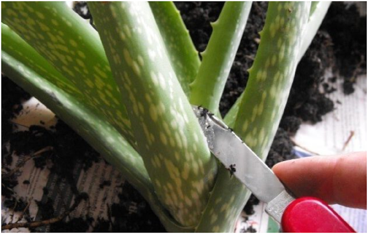 گیاه آلوئه ورا؛ از معرفی انواع آن تا کاشت و نگهداری