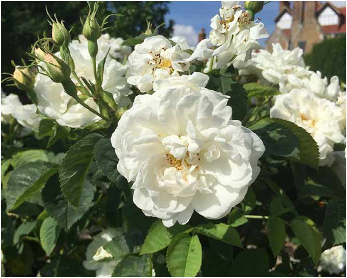 گل رز؛ از معرفی انواع آن تا کاشت و نگهداری