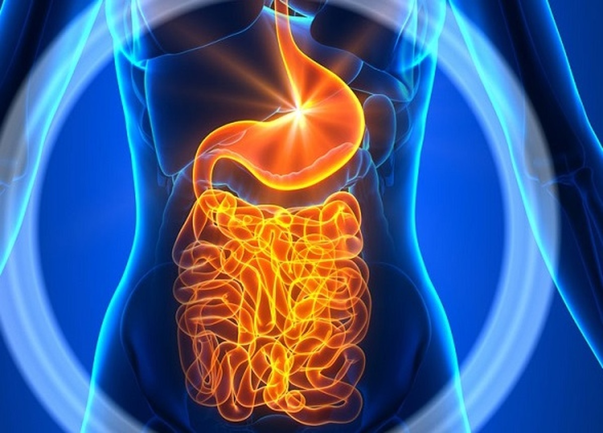 گیاه بولدو و فواید آن