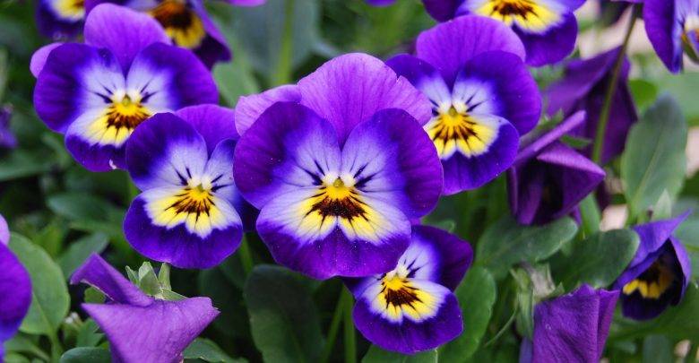 گیاهانی که در فصل زمستان هم گل می‌دهند