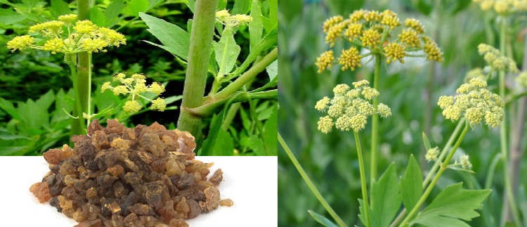 از خواص تا مضرات گیاه انجدان رومی