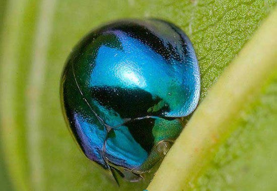 کفشدوزک فلز آبی