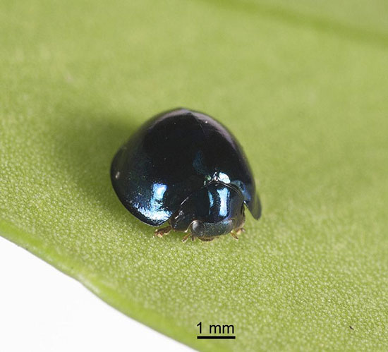 کفشدوزک فلز آبی کفشدوزک فلز آبی