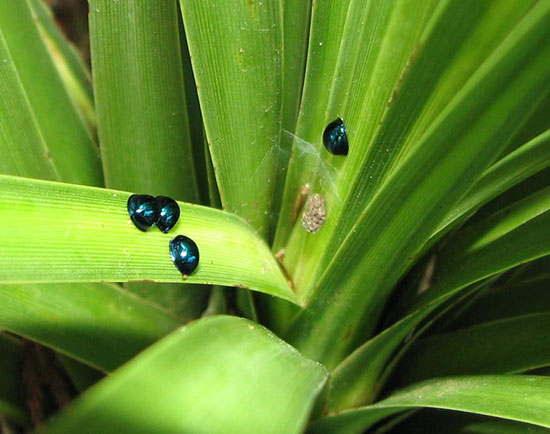 کفشدوزک فلز آبی کفشدوزک فلز آبی