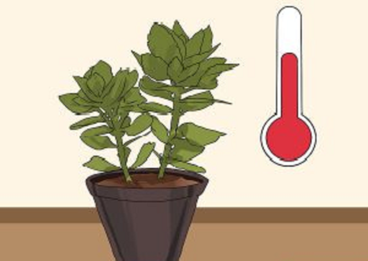 گیاه اشک تمساح؛ از معرفی انواع آن تا کاشت و نگهداری