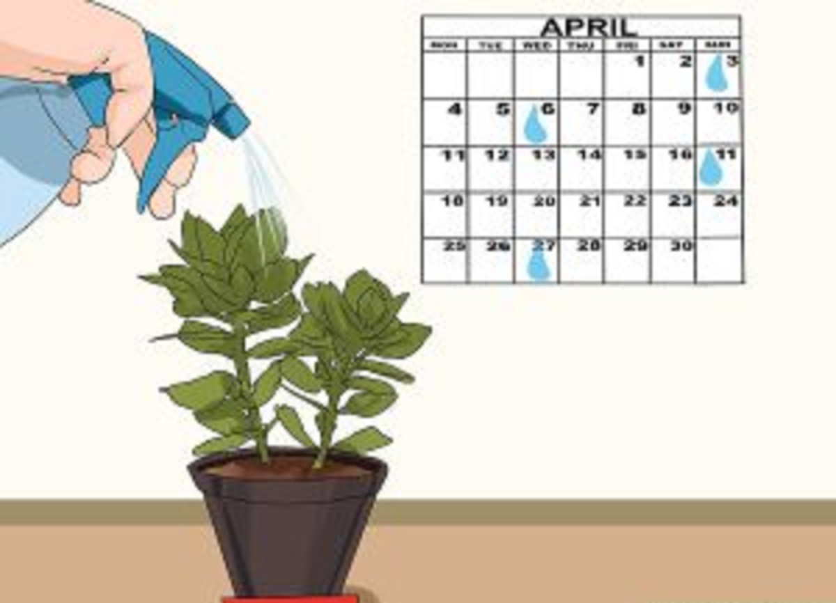 گیاه اشک تمساح؛ از معرفی انواع آن تا کاشت و نگهداری