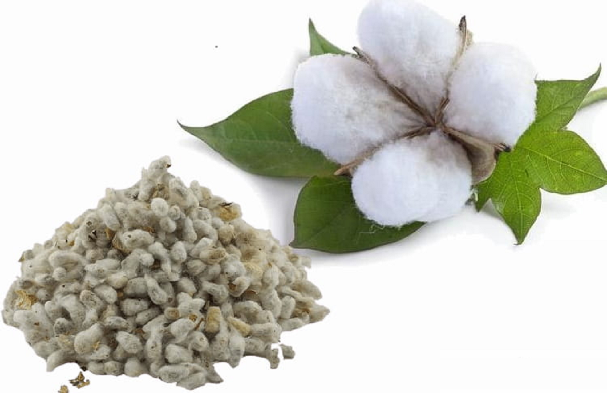 گل پنبه؛ از معرفی انواع آن تا کاشت و نگهداری