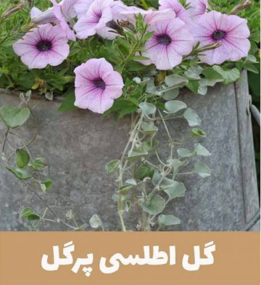 گل اطلسی؛ از معرفی انواع آن تا کاشت و نگهداری گل اطلسی؛ از معرفی انواع آن تا کاشت و نگهداری