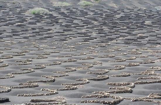 تاکستان های گودالی لانزاروت اسپانیا