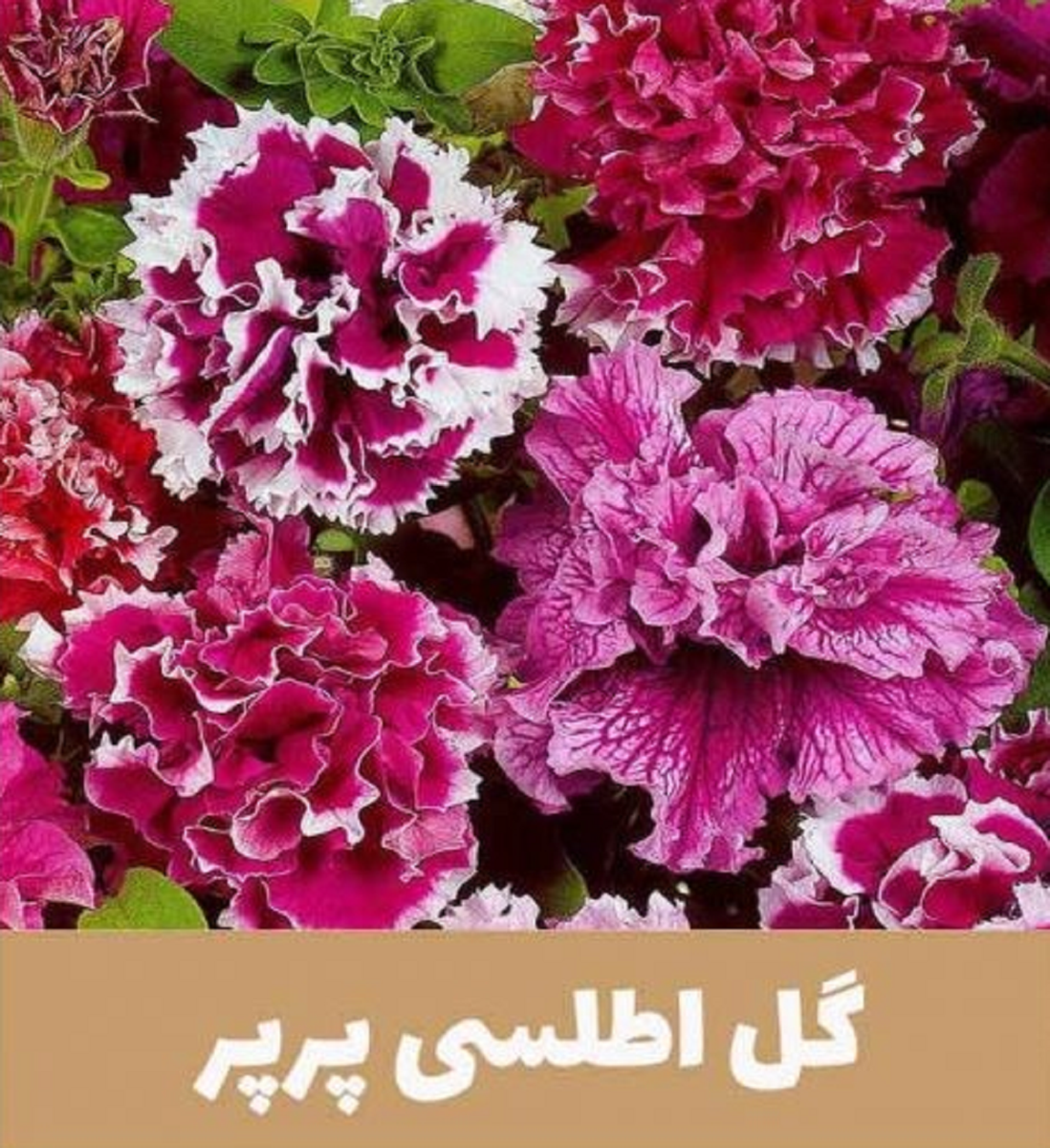 گل اطلسی؛ از معرفی انواع آن تا کاشت و نگهداری گل اطلسی؛ از معرفی انواع آن تا کاشت و نگهداری