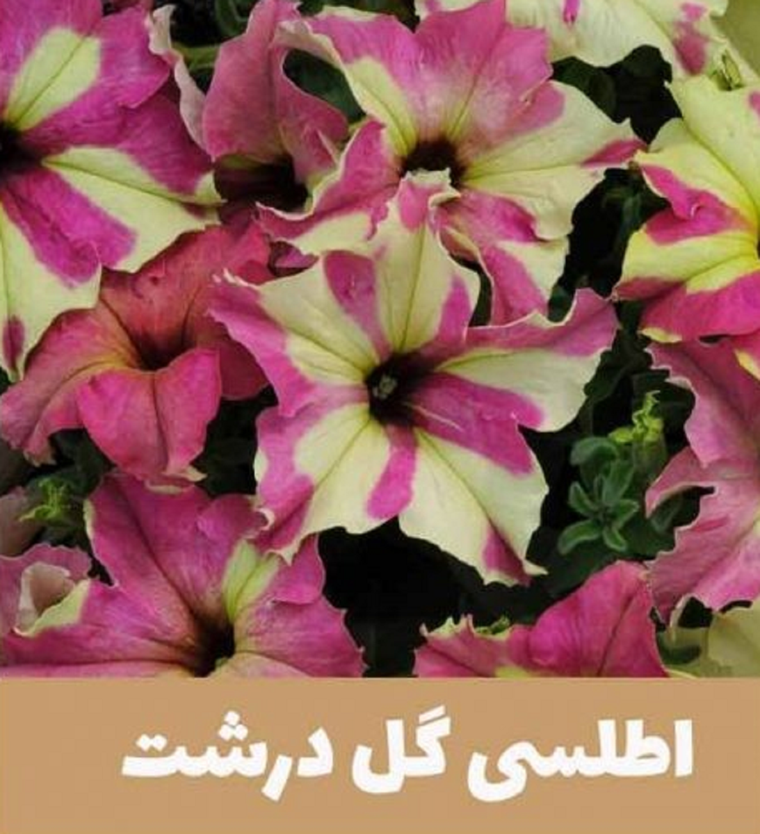 گل اطلسی؛ از معرفی انواع آن تا کاشت و نگهداری گل اطلسی؛ از معرفی انواع آن تا کاشت و نگهداری