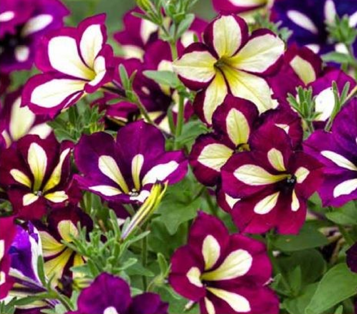 گل اطلسی؛ از معرفی انواع آن تا کاشت و نگهداری گل اطلسی؛ از معرفی انواع آن تا کاشت و نگهداری