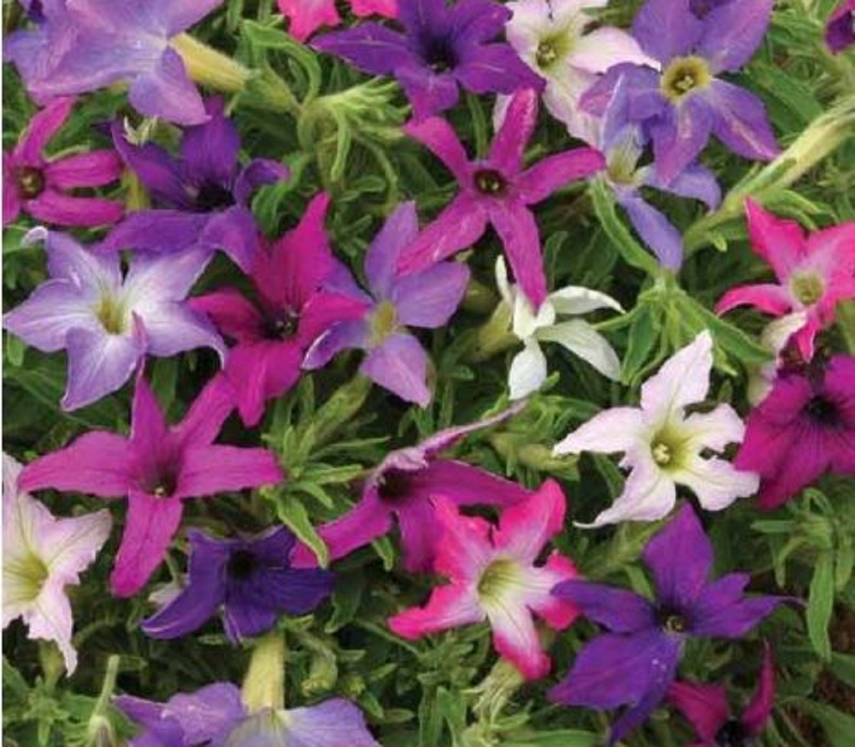 گل اطلسی؛ از معرفی انواع آن تا کاشت و نگهداری گل اطلسی؛ از معرفی انواع آن تا کاشت و نگهداری