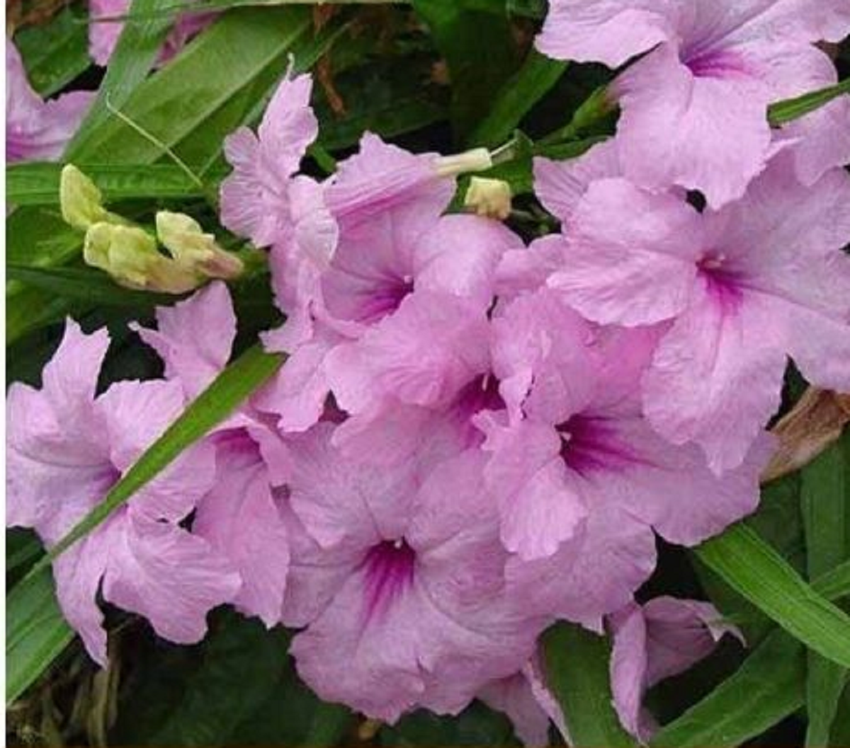 گل اطلسی؛ از معرفی انواع آن تا کاشت و نگهداری گل اطلسی؛ از معرفی انواع آن تا کاشت و نگهداری