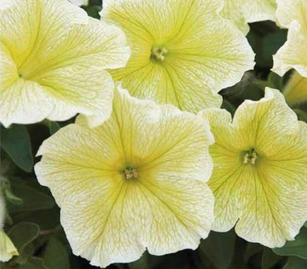 گل اطلسی؛ از معرفی انواع آن تا کاشت و نگهداری گل اطلسی؛ از معرفی انواع آن تا کاشت و نگهداری