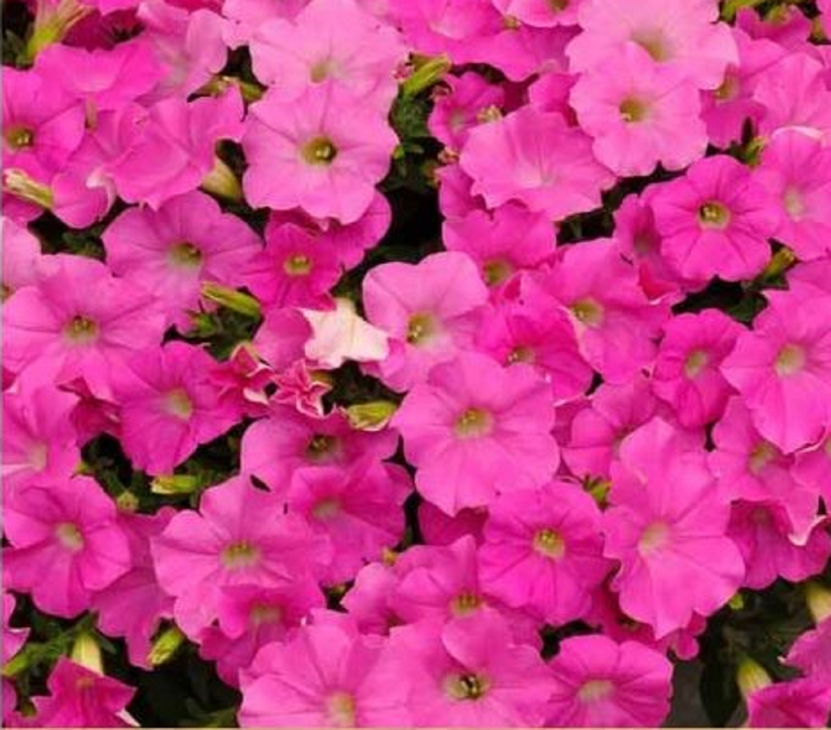 گل اطلسی؛ از معرفی انواع آن تا کاشت و نگهداری گل اطلسی؛ از معرفی انواع آن تا کاشت و نگهداری