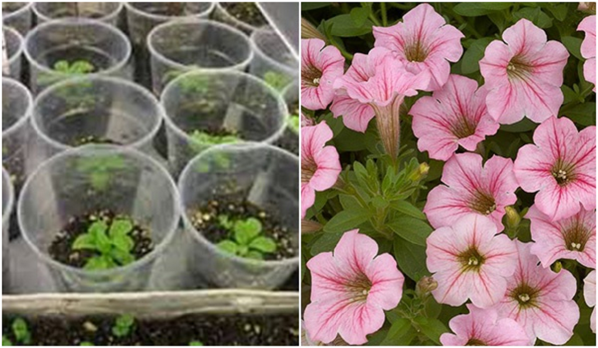 گل اطلسی؛ از معرفی انواع آن تا کاشت و نگهداری گل اطلسی؛ از معرفی انواع آن تا کاشت و نگهداری