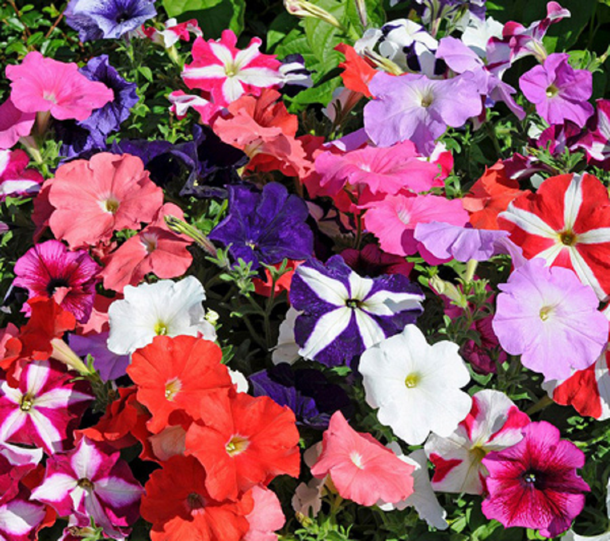 گل اطلسی؛ از معرفی انواع آن تا کاشت و نگهداری گل اطلسی؛ از معرفی انواع آن تا کاشت و نگهداری