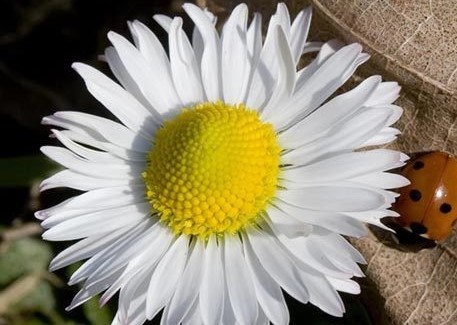 خاصیت بابونه برای پوست