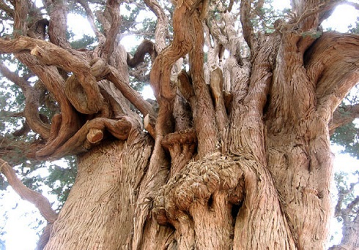 روستای سیرج قطعه ای از بهشت در دل کویر کرمان