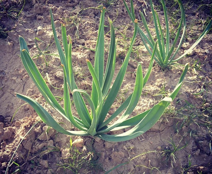 فواید و کاربردهای چریش