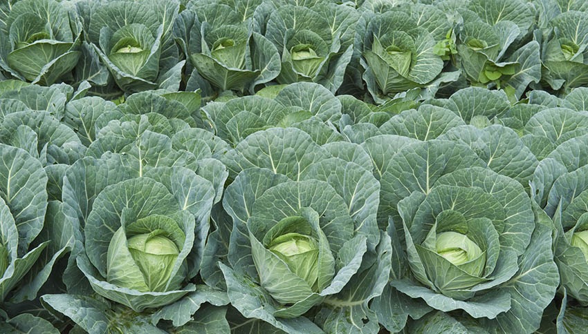 خواص باورنکردنی کلم پیچ