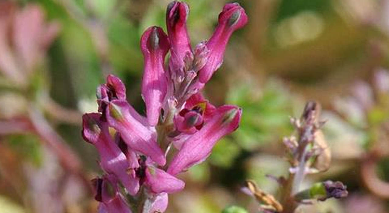 شاتره چه خواصی دارد؟ شاتره چه خواصی دارد؟