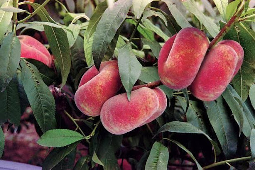 خواص و مضرات هلو انجیری