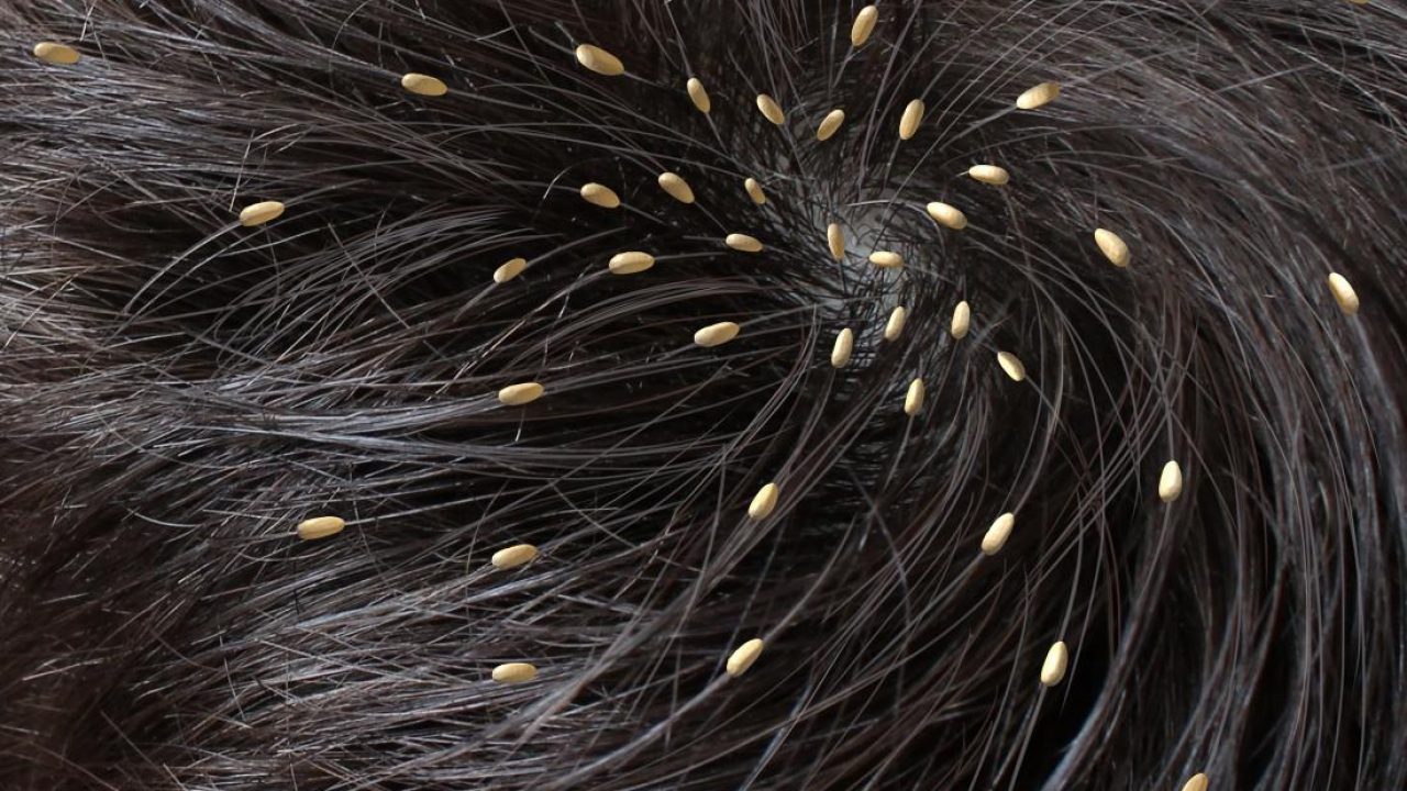 از خواص تا مضرات گیاه چریش