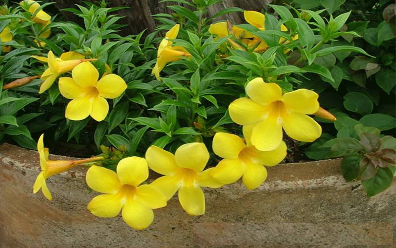 گیاهانی که در فصل زمستان هم گل می‌دهند