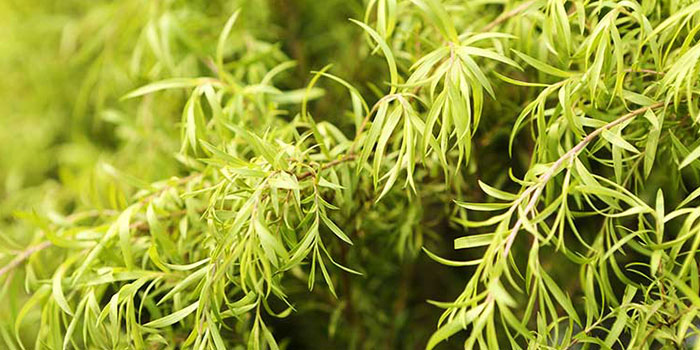 گیاه درخت چای چیست و خواص درمانی روغن آن چیست؟