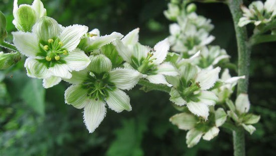 با گل های زیبای مرگبار آشنا شوید!