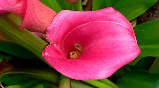 با گل های زیبای مرگبار آشنا شوید!