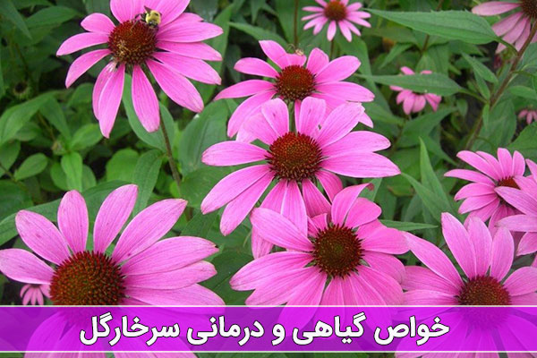 سرخار گل چه خواصی دارد؟ سرخار گل چه خواصی دارد؟